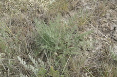 Seseli pallasii