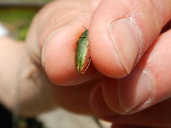 Lamprodila rutilans
