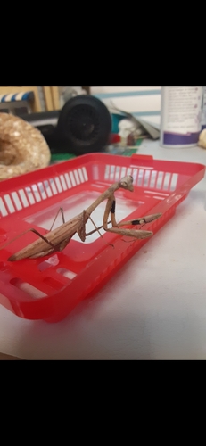 Asian Jumping Mantis