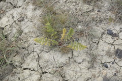 Palimbia rediviva