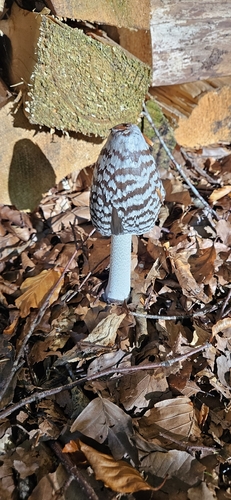 Magpie Inkcap