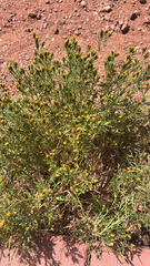 Dyssodia papposa, photograph (c) Nico Carl, some rights reserved (CC BY)