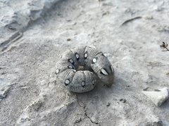 Hyles vespertilio