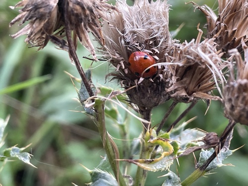 Seven-spotted Lady Beetle