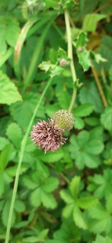 creeping thistle