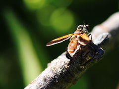 Galactomyia