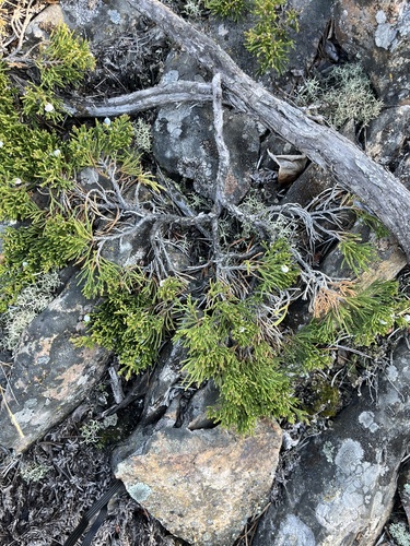 creeping juniper