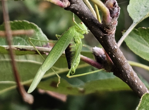 Mediterranean Katydid