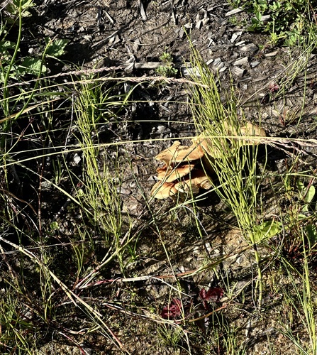 marsh horsetail