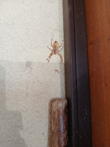 Cross Orbweaver