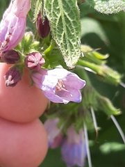 Symphytum officinale
