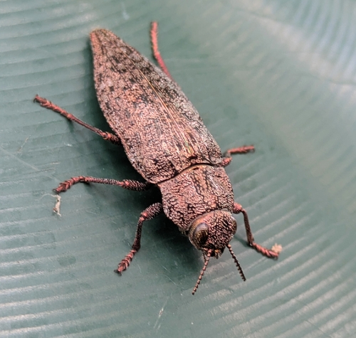 Dicerca alni