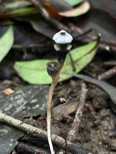 Thismia mirabilis