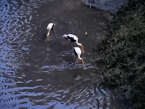 Painted Stork