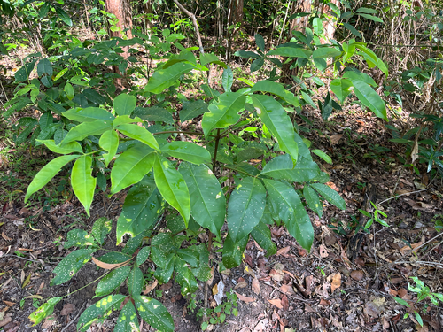Melicope elleryana observed 2026-09-16