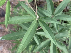 Vitex agnus-castus