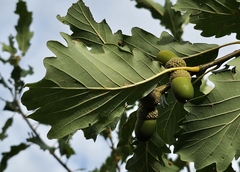 Quercus petraea, photograph (c) Xavier JAPIOT, some rights reserved (CC BY)