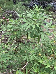 Vitex agnus-castus
