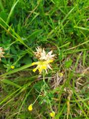 Anthyllis vulneraria