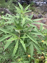 Vitex agnus-castus