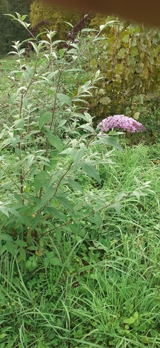 Butterfly bush