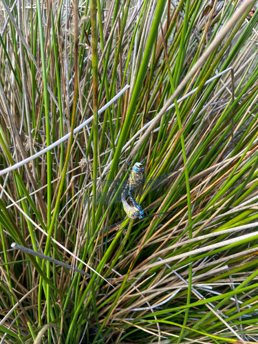 Migrant Hawker