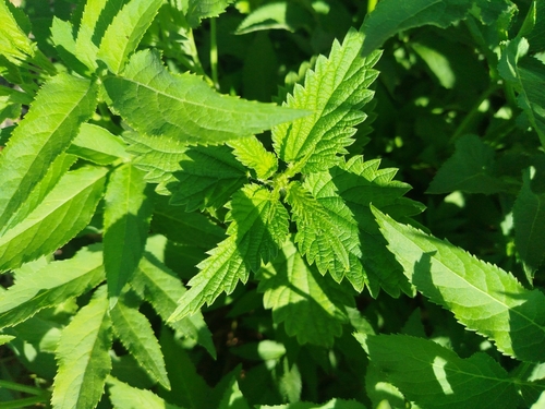 great stinging nettle