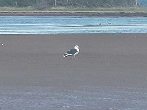 Great Black-backed Gull