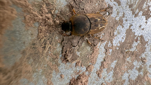 Euoniticellus fulvus