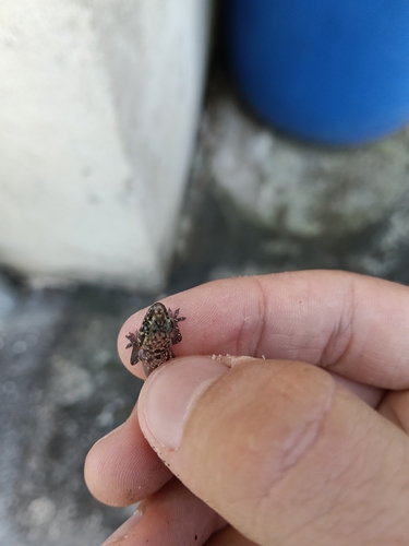 Mediterranean House Gecko