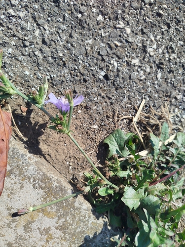 chicory