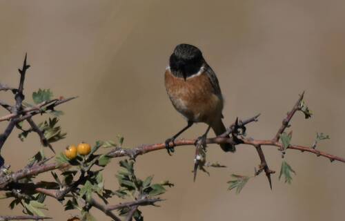 European Stonechat