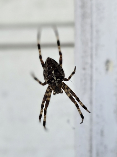 Cross Orbweaver