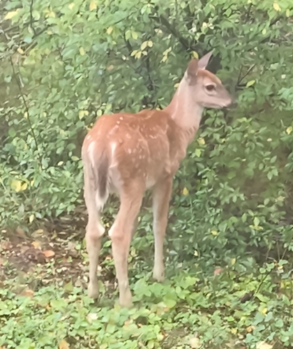 White-tailed Deer