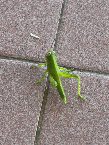 Javanese Grasshopper