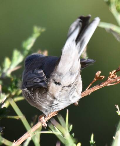 Sardinian Warbler