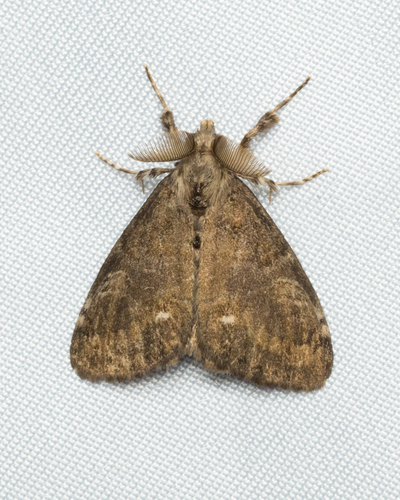 White-marked Tussock Moth