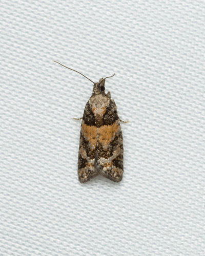 Red-striped Needleworm Moth