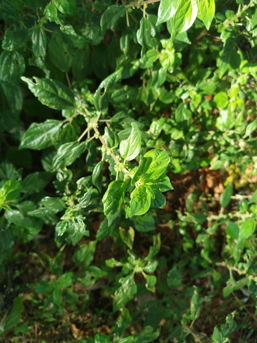 pellitory-of-the-wall