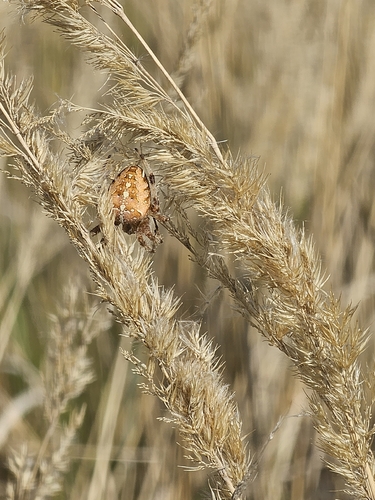 Cross Orbweaver
