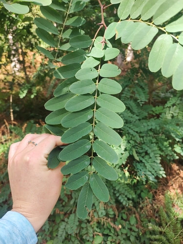 black locust