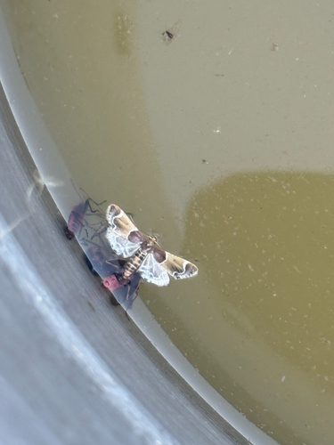 Meal moth