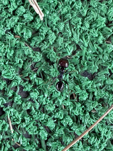 Barbary Harvester Ant