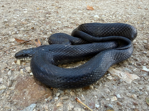 Western Ratsnake
