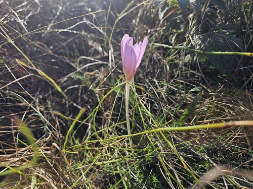 Autumn Crocus