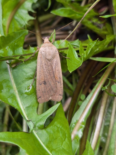 Large Yellow Underwing