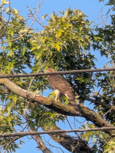 Cooper's Hawk