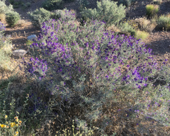 Psorothamnus arborescens
