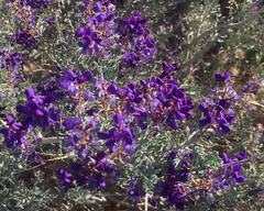 Psorothamnus arborescens