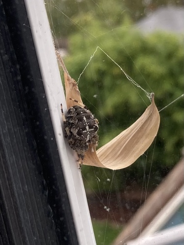 Cross Orbweaver
